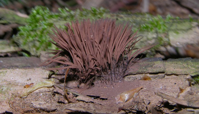 Stemonitis sp.